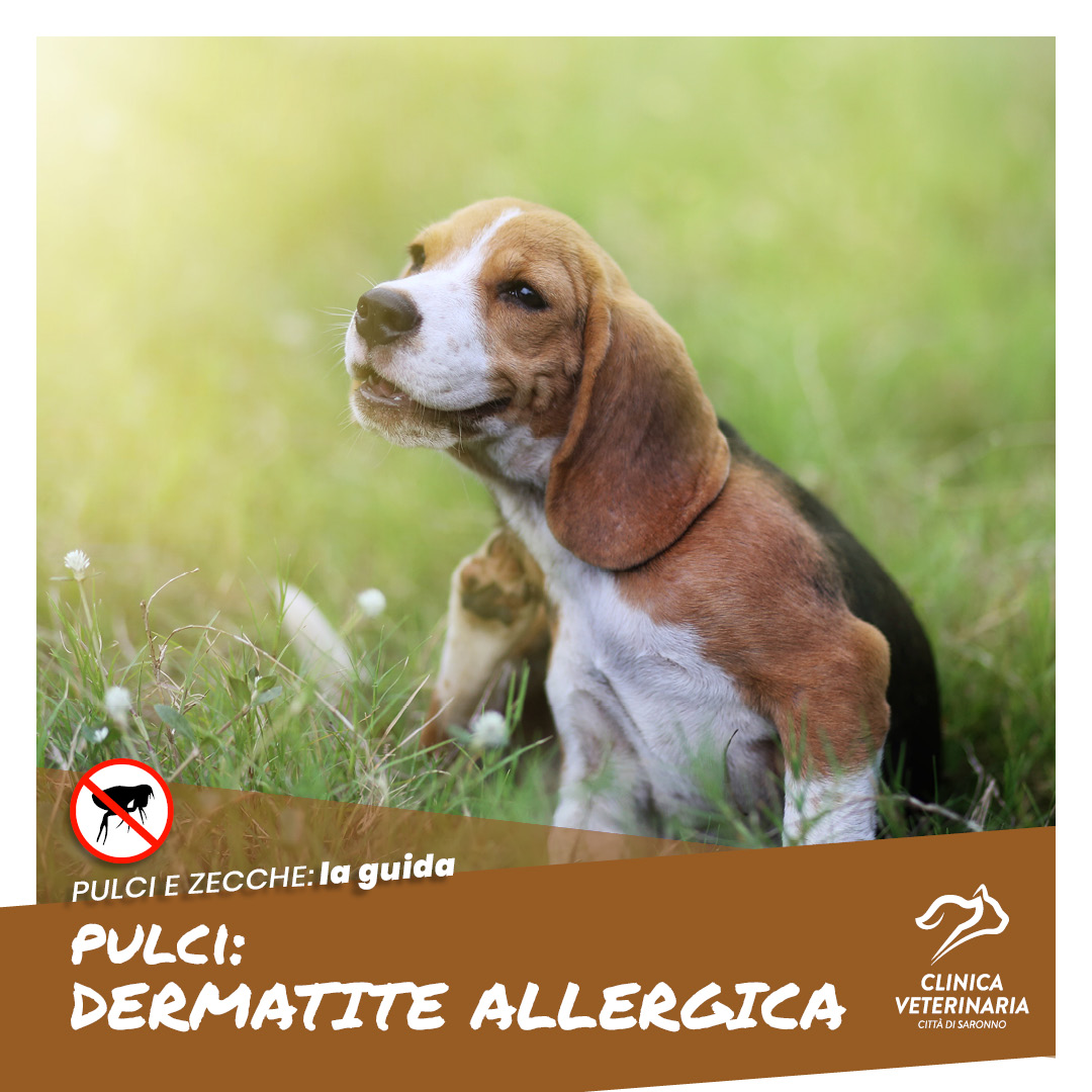 Dermatite allergica una delle reazioni più diffuse delle pulci Clinica Veterinaria Città di